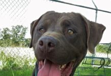 Pet of the week: Moses