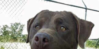 Pet of the week: Moses