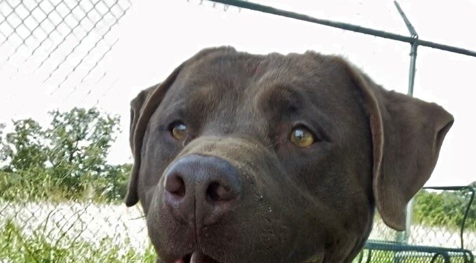 Pet of the week: Moses