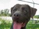 Pet of the week: Moses