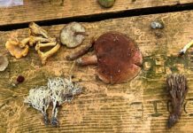 Alabama Mushroom Society collects 46 fungi specimens at Sportsman Lake ‘Mycoblitz’