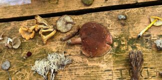 Alabama Mushroom Society collects 46 fungi specimens at Sportsman Lake ‘Mycoblitz’