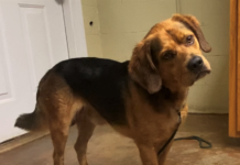 Pet of the week: Chill out with Charlie