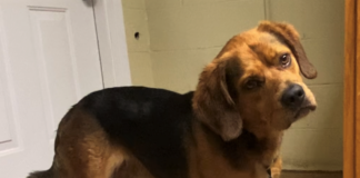 Pet of the week: Chill out with Charlie