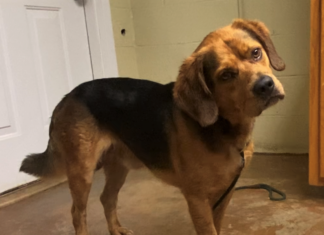 Pet of the week: Chill out with Charlie