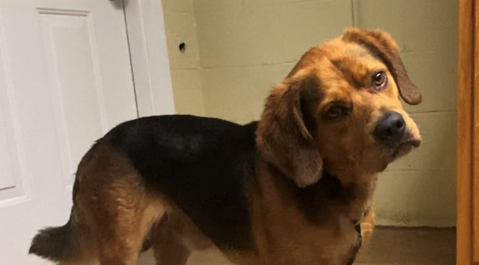 Pet of the week: Chill out with Charlie