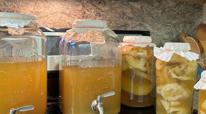 Alabama Extension expert: Learn how to make kombucha from the comfort of home