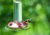 ACES: Fall hummingbird feeder etiquette deters wasps and bees