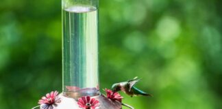 ACES: Fall hummingbird feeder etiquette deters wasps and bees