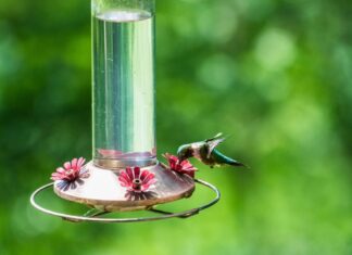 ACES: Fall hummingbird feeder etiquette deters wasps and bees