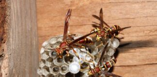 ACES: Extension entomologist calls viral TikTok wasp-killing trend ‘dangerous
