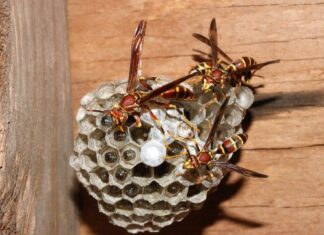 ACES: Extension entomologist calls viral TikTok wasp-killing trend ‘dangerous