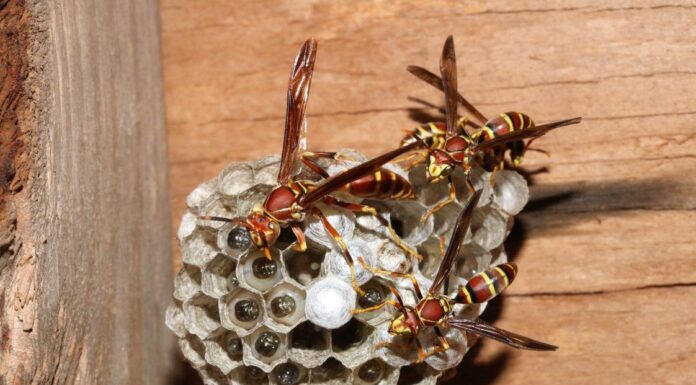 ACES: Extension entomologist calls viral TikTok wasp-killing trend ‘dangerous