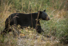 ADCNR: Wetumpka man arrested for killing black bear in Elmore County