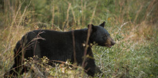 ADCNR: Wetumpka man arrested for killing black bear in Elmore County