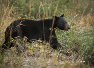 ADCNR: Wetumpka man arrested for killing black bear in Elmore County