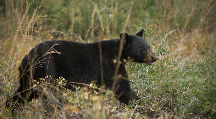 ADCNR: Wetumpka man arrested for killing black bear in Elmore County