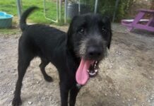 Pet of the week: Arnie