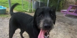 Pet of the week: Arnie