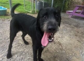 Pet of the week: Arnie