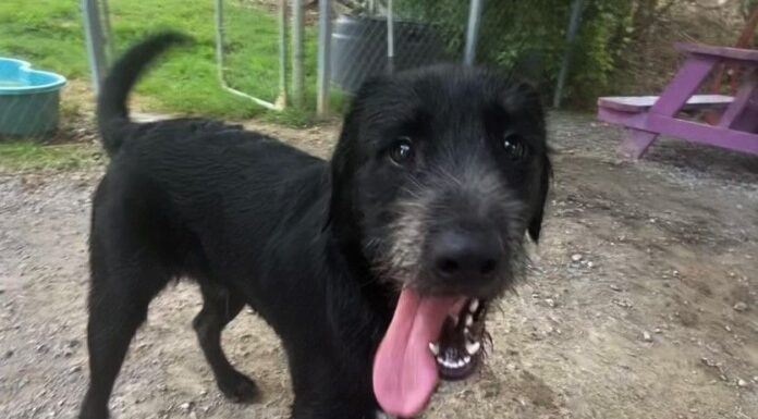 Pet of the week: Arnie