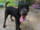 Pet of the week: Arnie