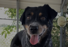 Pet of the week: Get ready to read with Tucker