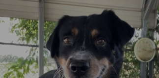 Pet of the week: Get ready to read with Tucker