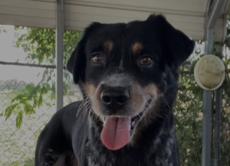 Pet of the week: Get ready to read with Tucker