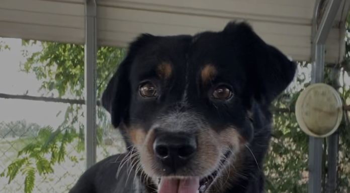 Pet of the week: Get ready to read with Tucker