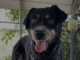 Pet of the week: Get ready to read with Tucker