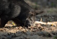 BOARsighted: A look into wild pig management