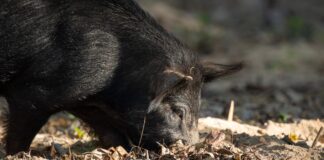 BOARsighted: A look into wild pig management