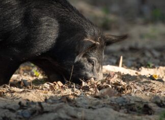 BOARsighted: A look into wild pig management