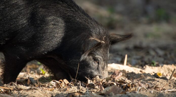 BOARsighted: A look into wild pig management