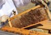ACES: What’s the buzz about honey?