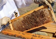 ACES: What’s the buzz about honey?