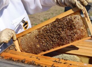 ACES: What’s the buzz about honey?