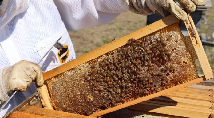 ACES: What’s the buzz about honey?