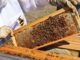 ACES: What’s the buzz about honey?