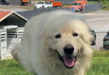 Pet of the week: Marshall