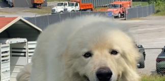 Pet of the week: Marshall