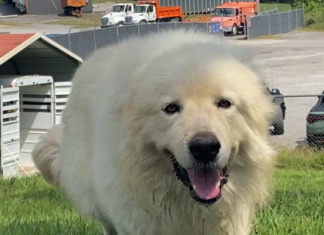 Pet of the week: Marshall