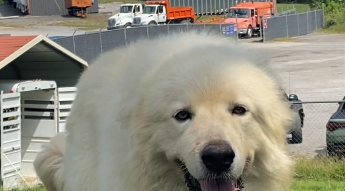 Pet of the week: Marshall