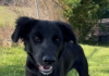Pet of the week: Shelly