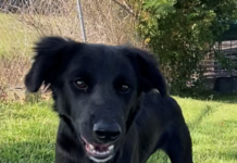 Pet of the week: Shelly