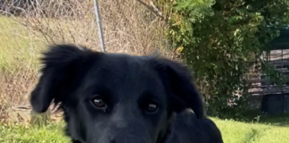 Pet of the week: Shelly