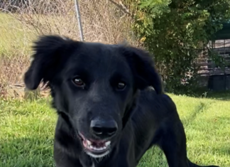 Pet of the week: Shelly