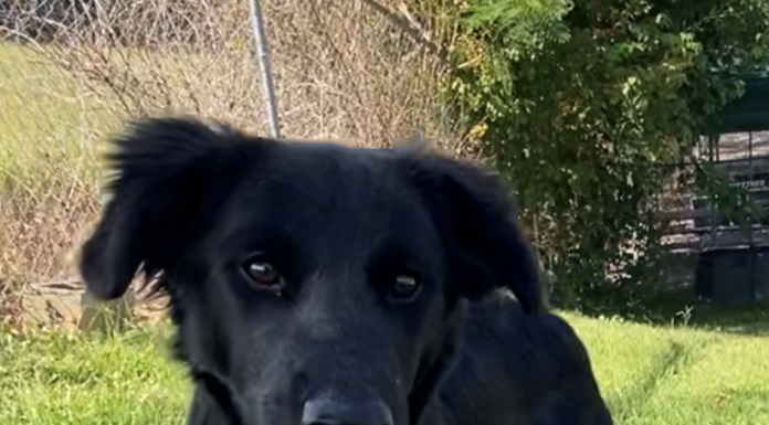 Pet of the week: Shelly