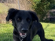 Pet of the week: Shelly